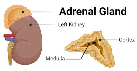 Adrenal Gland- Structure, Hormones, Functions, Disorders