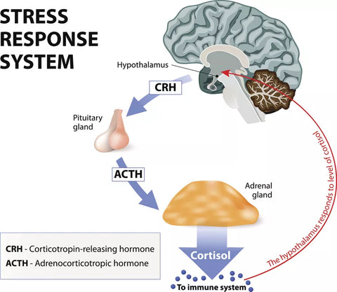 Hypothalamic-Pituitary-Adrenal (HPA) Axis: Structure, How It Works & Functions