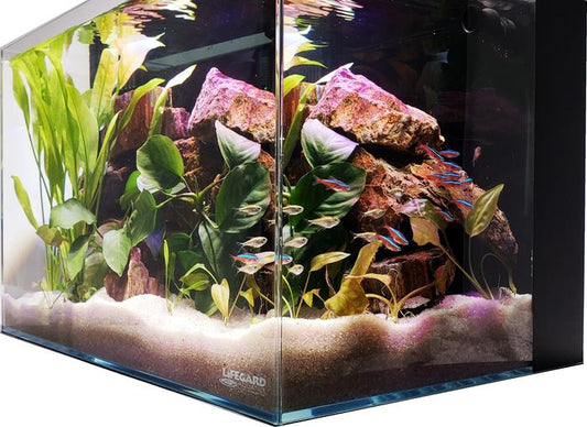 Buy 16 Gallon Long Low Iron Ultra Clear Bookshelf Aquarium Online – Fish  Tank USA