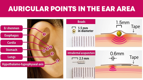 Magnetic Metabolic Earrings