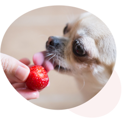 Darf mein Hund essen? – Canobel - Weil Tiere lieben!