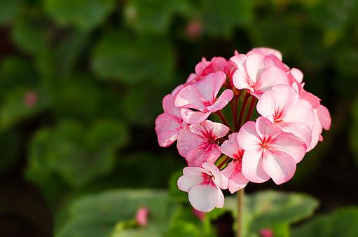 ゼラニウムは、ほのかに甘く少しローズに似た芳香の中に、ミントのような香りを含んでいるのが特徴です。