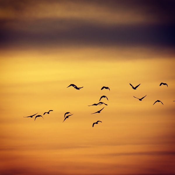 Birds at Sunrise In Plettenberg Bay