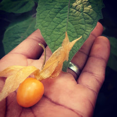 Food Forest - Homegrown Food - Cape Gooseberries