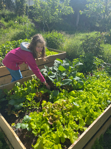 We were growing our own Salad Mix in 2021