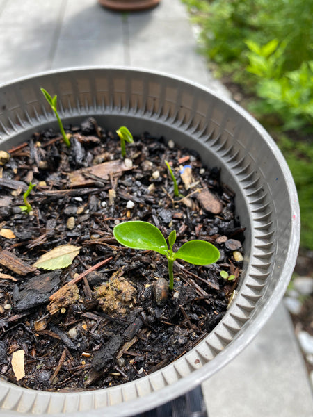 Kumquats grown from seeds