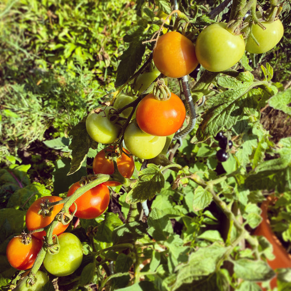 Heirloom Tomatoes