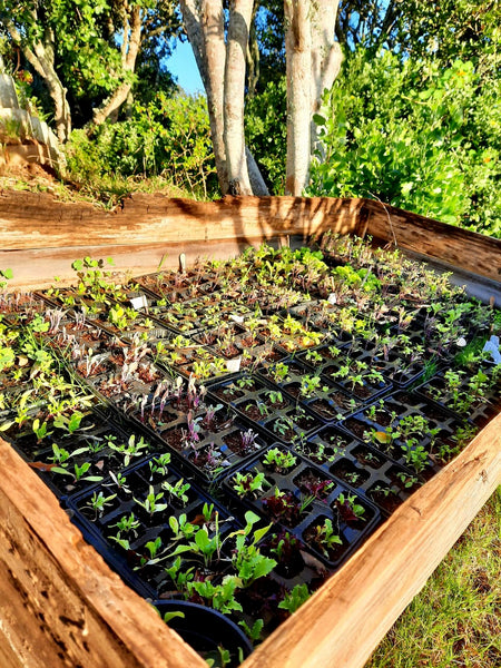 Seedlings germinating in the Garden