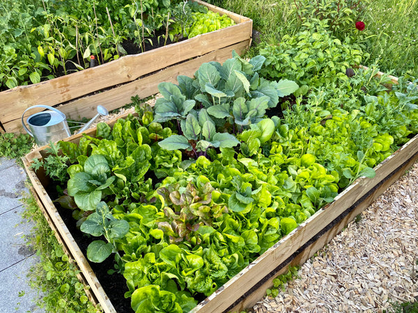 Raised Beds in Garden 