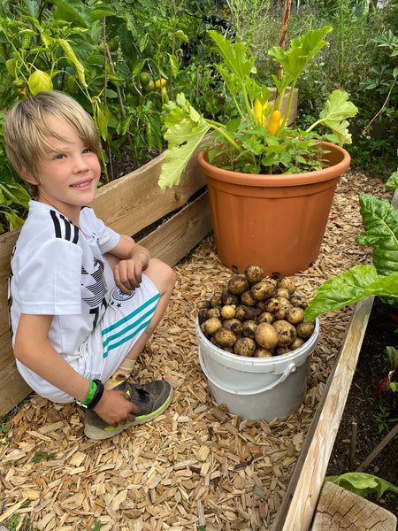 Potatoes from our Garden