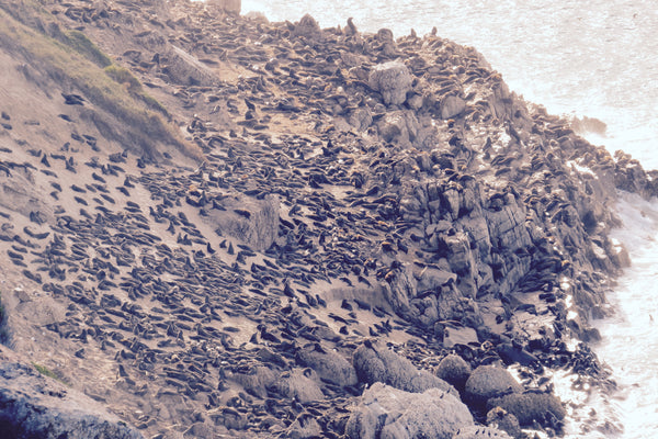 Seals in Plettenberg Bay at Robberg Peninsula