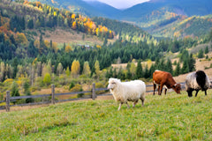 Sheep in Pasture - Idaho USA