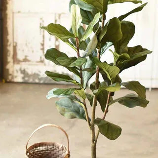 Fiddleleaf Fig Tree