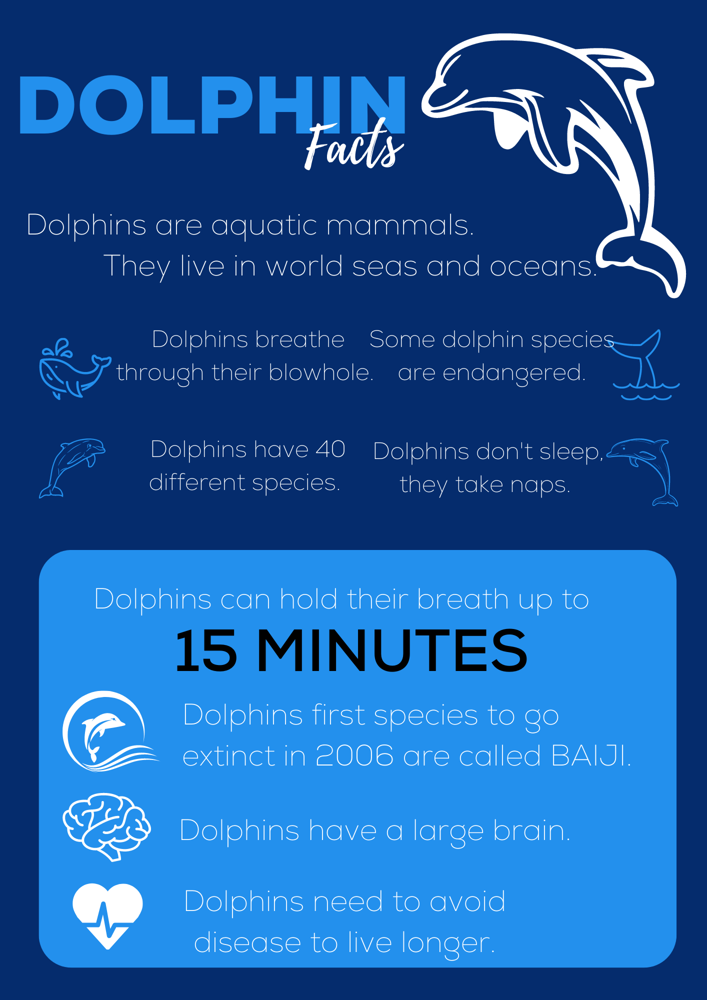 Dolphin Facts