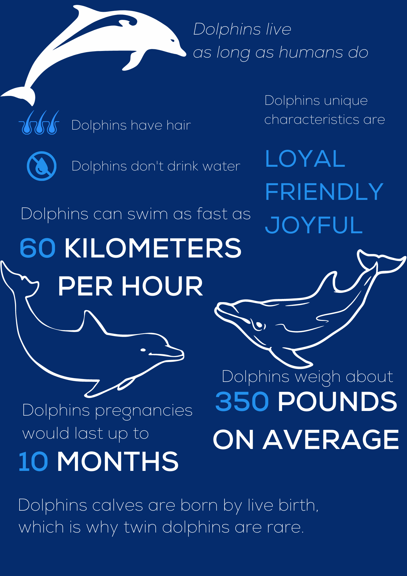 Dolphin Facts Infographic