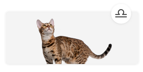 Mapa Astral Felino: Como os Signos Definem a Personalidade dos Gatos. –  Woolie
