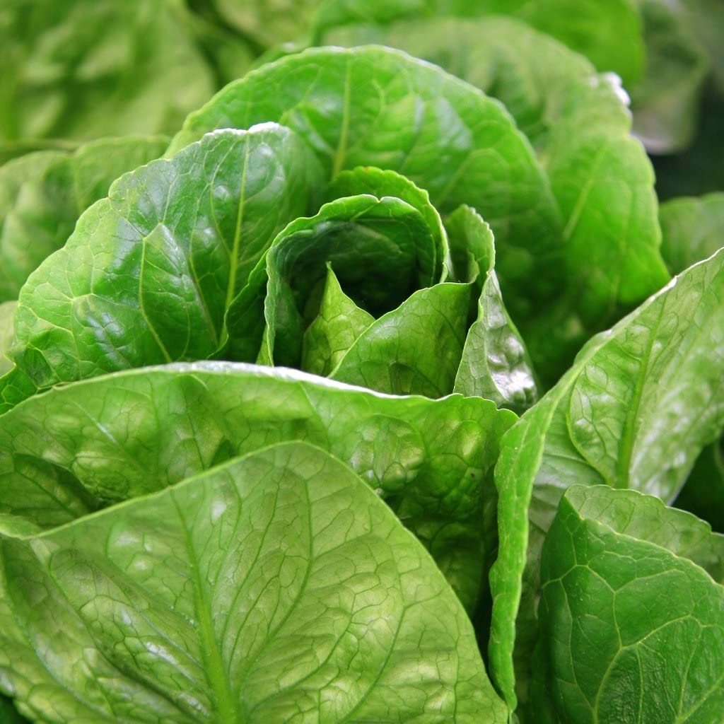 Butterhead Lettuce Arctic King 250 Seeds – Bolly Bulbs