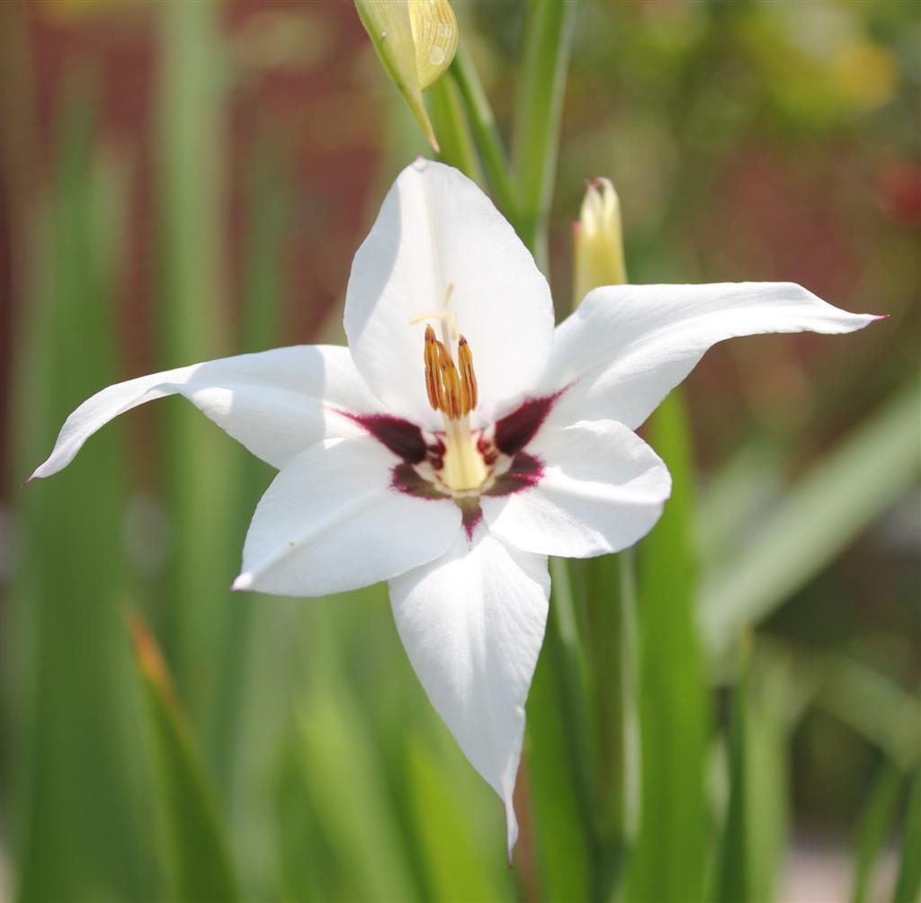 Acidanthera bicolor цветы фото и описание