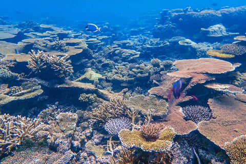 Large Coral Reef bleached and dying