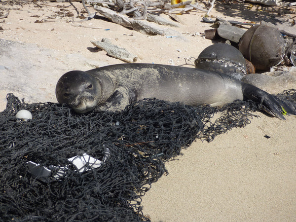 Plastic Pollution and Marine life 1