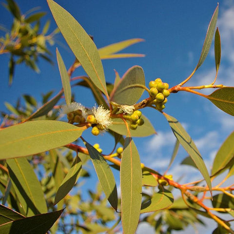 Eucalyptus Gully Gum Essential Oil