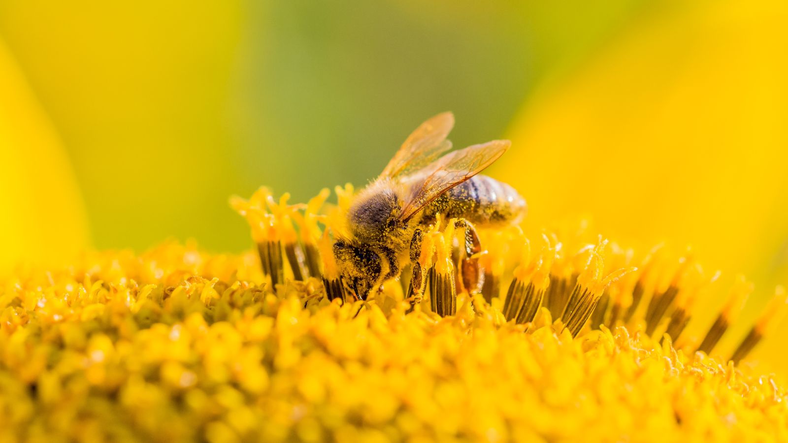 Koso Med Bio Bee Pollen