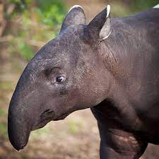 tapir