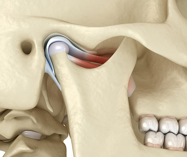 Human tempormandibular joint illustration