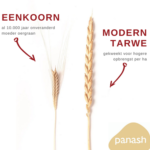 eenkoorn vs modern tarwe