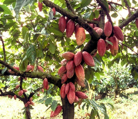 cacao plant met cacao vrucht