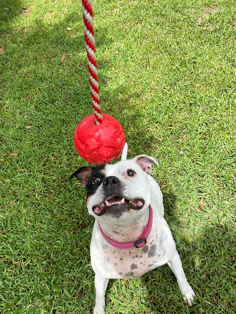 Rover Pet Products - Stars and Stripes Reward Ball Toy