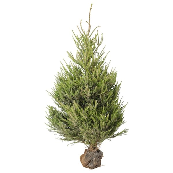 PICEA - natural Christmas tree, various species, 140 cm