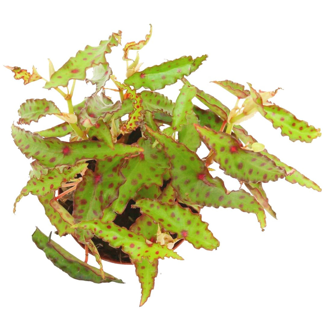 BEGONIA AMPHIOXUS – Kdk Plantas para terrarios y hogar