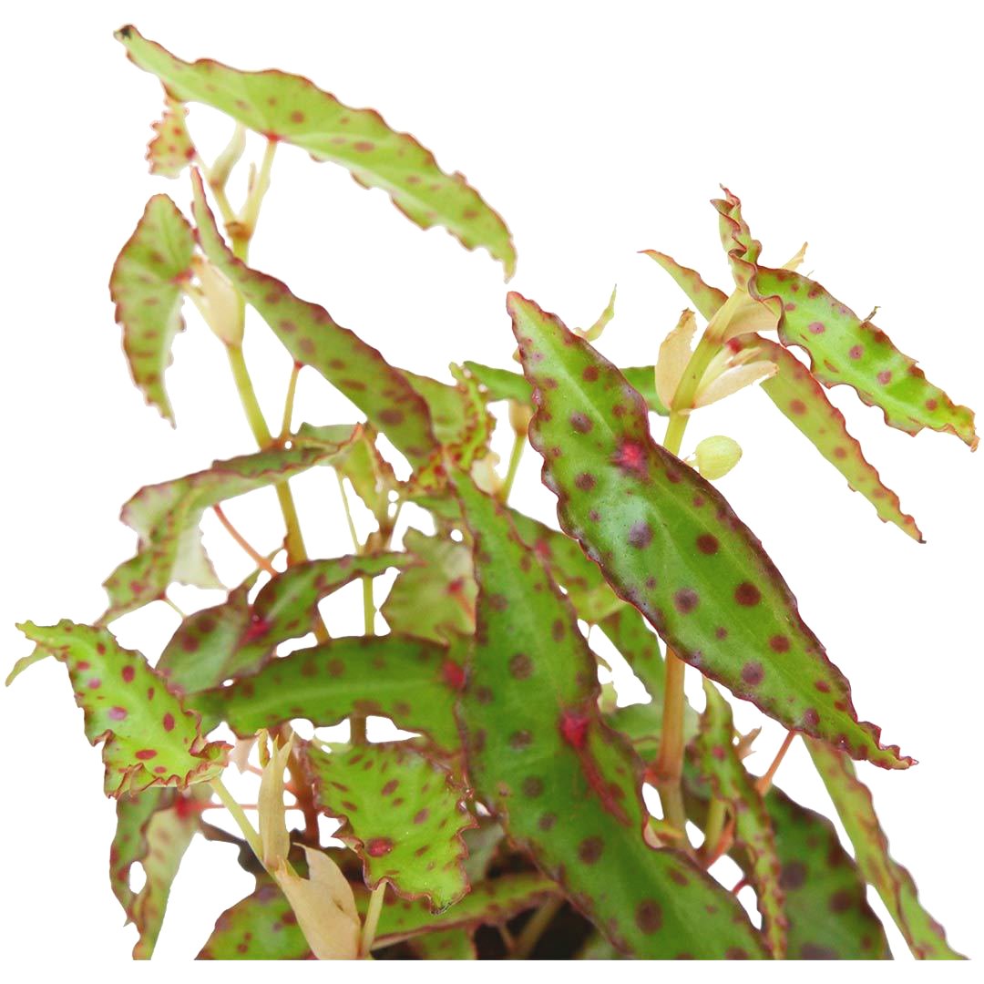 BEGONIA AMPHIOXUS – Kdk Plantas para terrarios y hogar