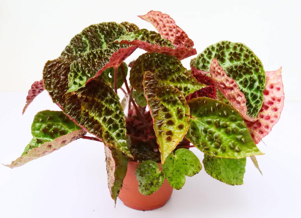 COMPRA TU BEGONIA FEROX - ENVÍOS 24/48H – Kdk Plantas para terrarios y hogar