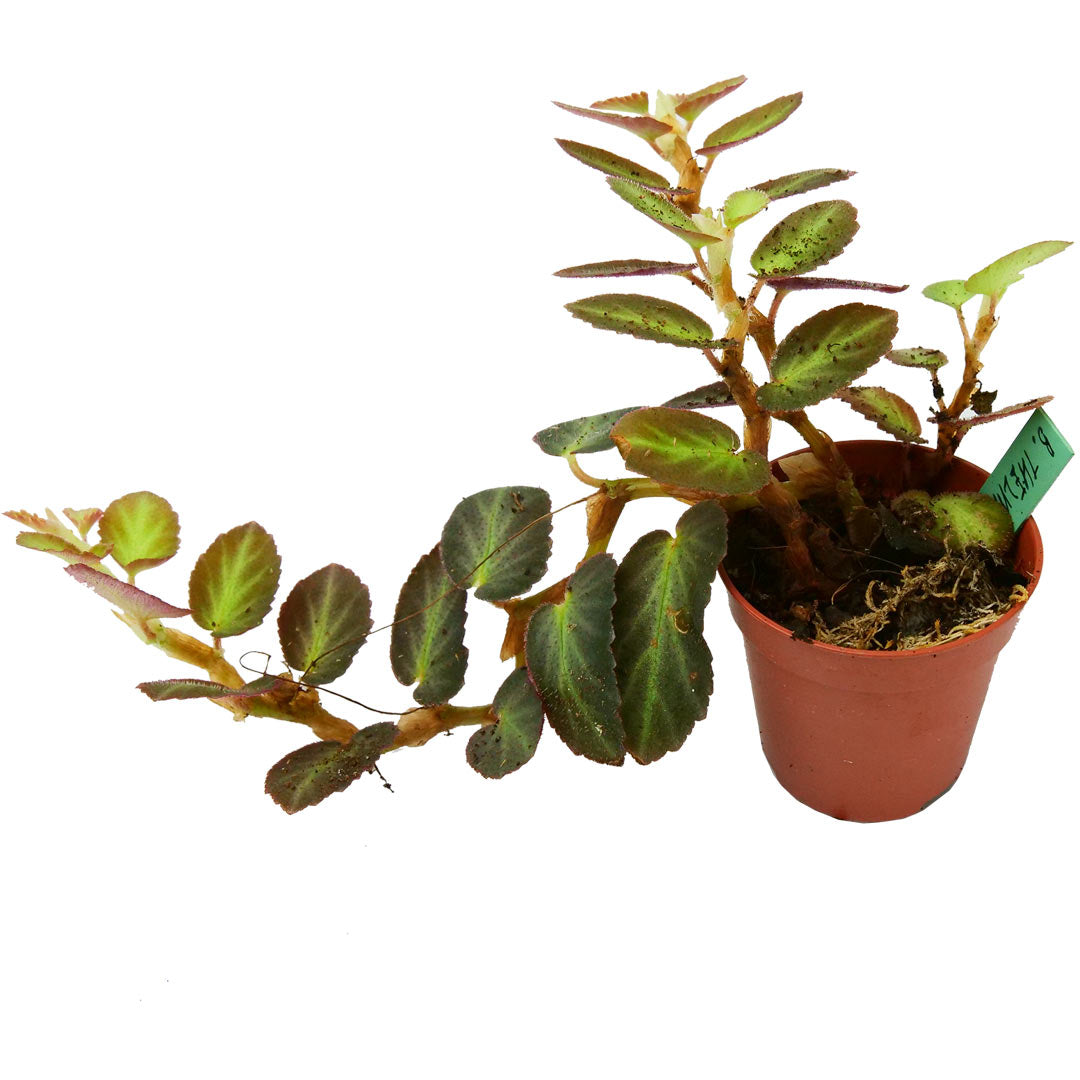 BEGONIA THELMAE - ENVÍO GRATIS* – Kdk Plantas para terrarios y hogar