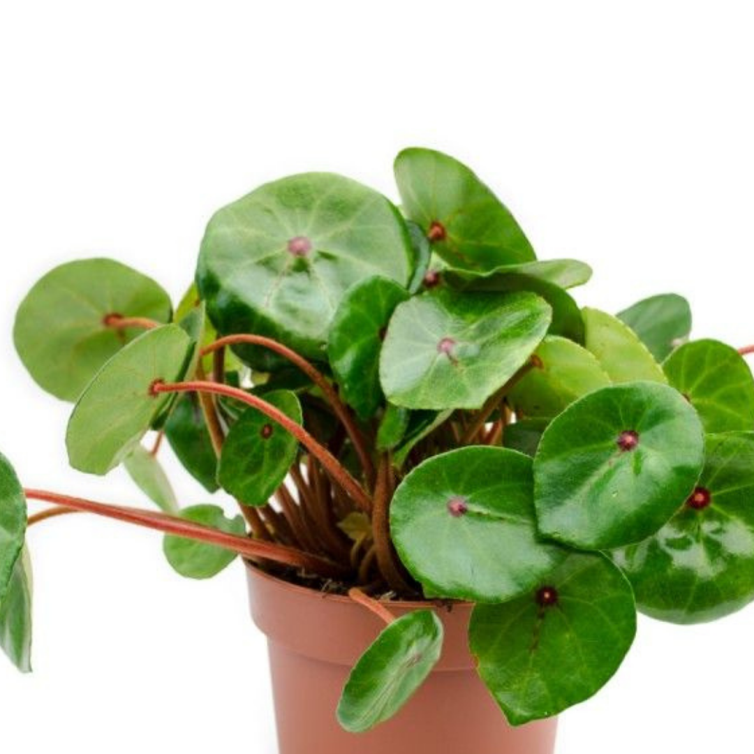 BEGONIA CONCHIFOLIA – Kdk Plantas para terrarios y hogar