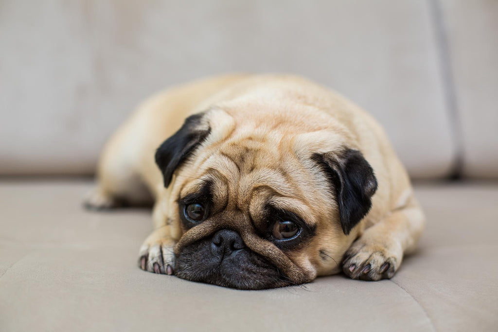 Small Pug dog lying on couch with a bored look on it's face
