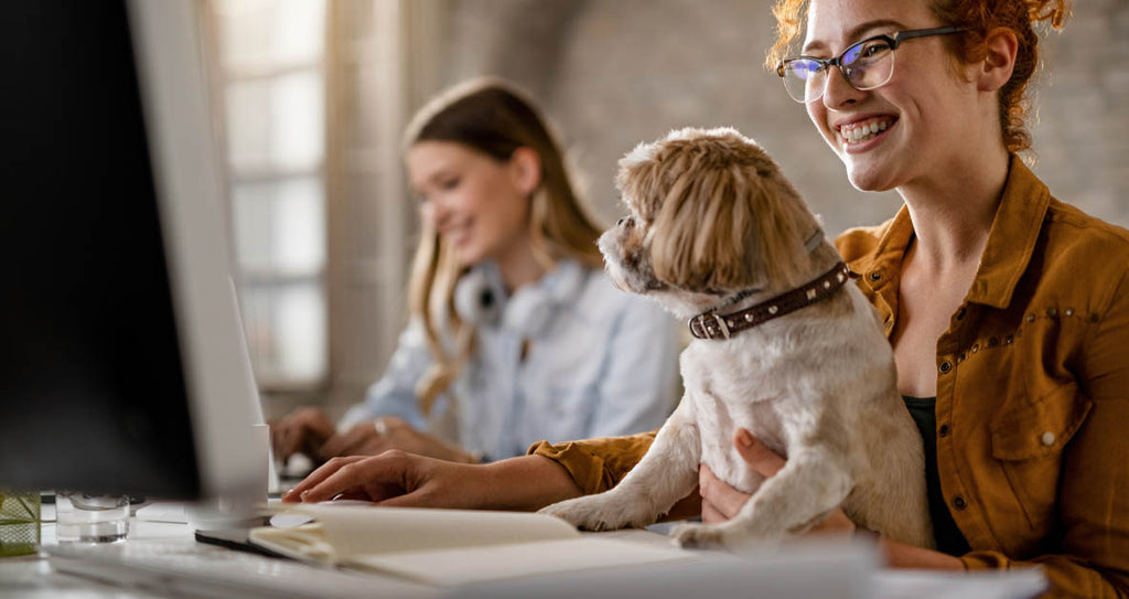 Small dog sitting on womans lap working at a computer in a dog friendly office. 