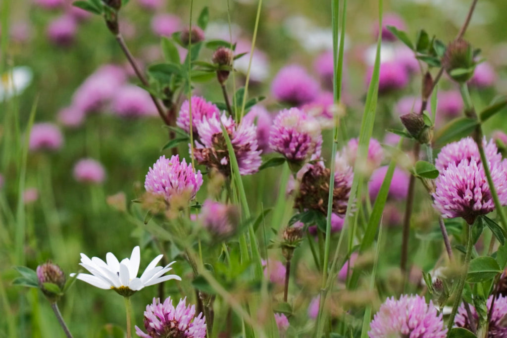 Red clover is a powerful healing plant during menopause
