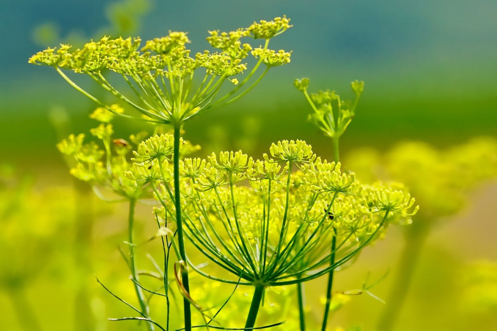 Fennel can calm your stomach