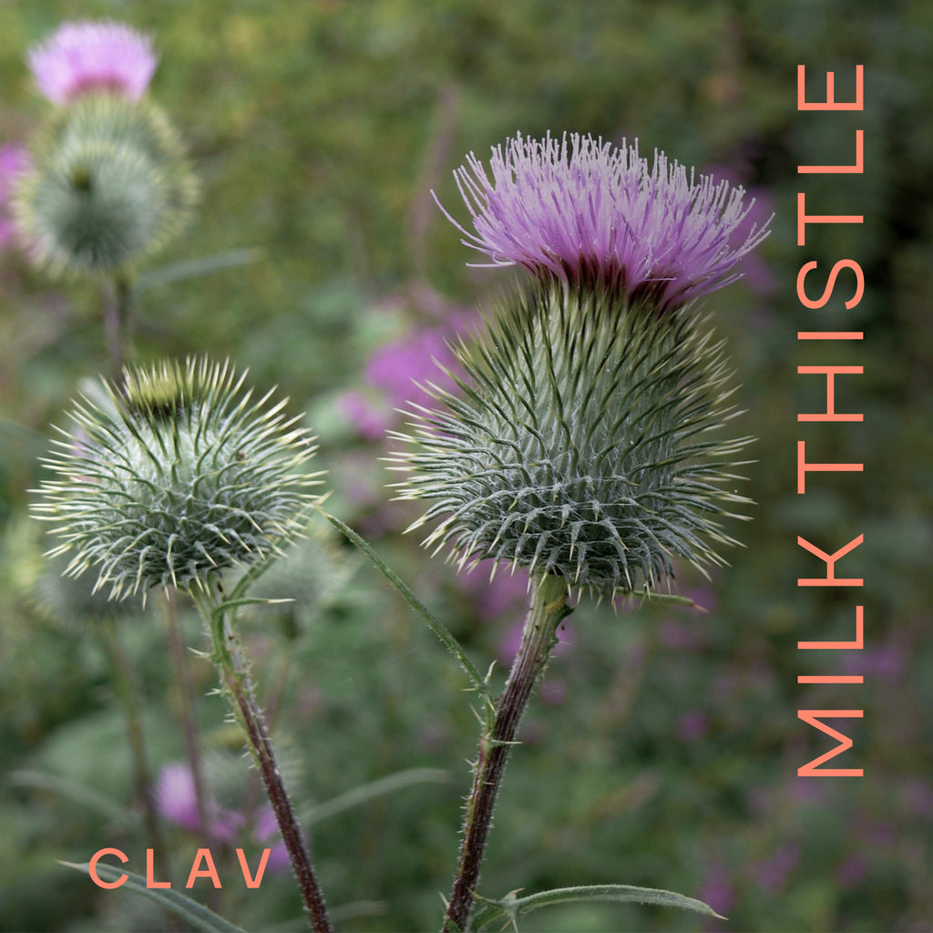 Support for your liver - CLAV Milk Thistle extract