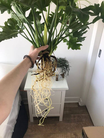 Hydroponic plant with exposed roots