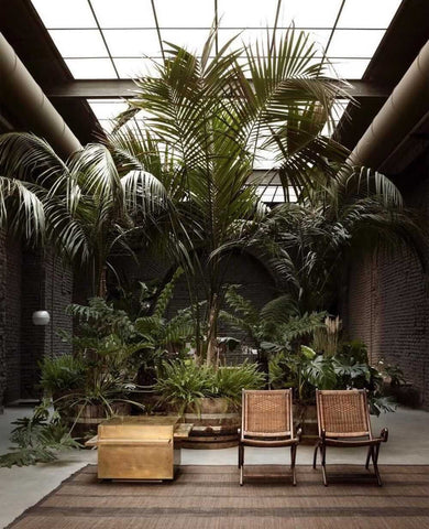 Tropical plants in an indoor space