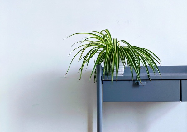 Spider plant on desk