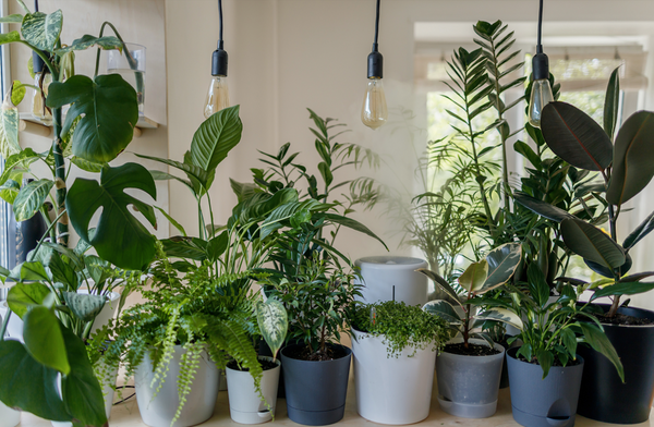 Variety of potted houseplants