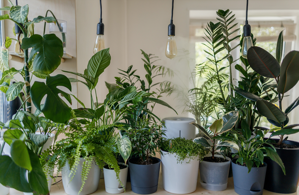 A variety of potted houseplants lined up on the counter