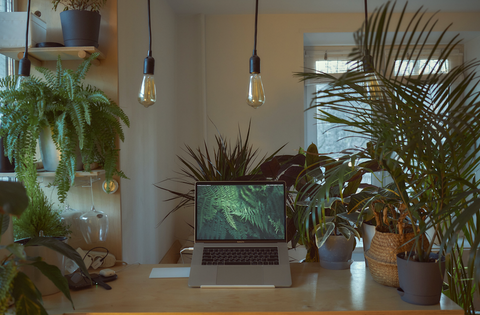 Work-from-home space with plants