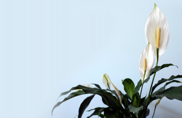 Peace lily with stunning foliage grown indoors