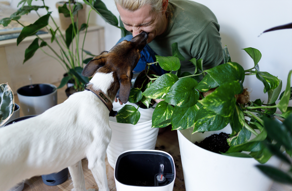 Individual with dog, enjoying the act of gardening